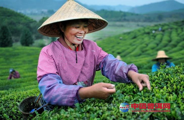 受疫情影响云尊龙凯时人生就是博南茶农被迫直销普洱茶一斤也是批发价